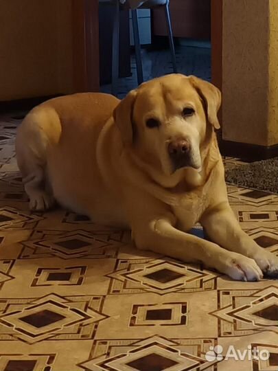 Отдам в добрые руки лабрадора
