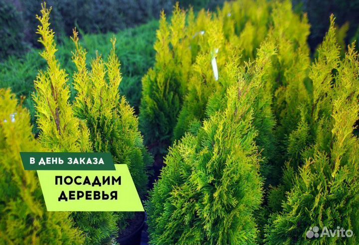 Туя Экстра качества Смарагд,Брабант,Колумна