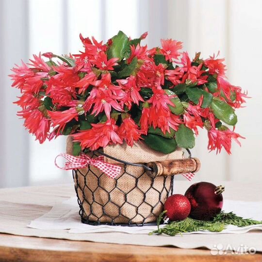 Декабрист шлюмбергера. Осталось 2 шт. Бронь