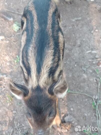 Поросята мангалы