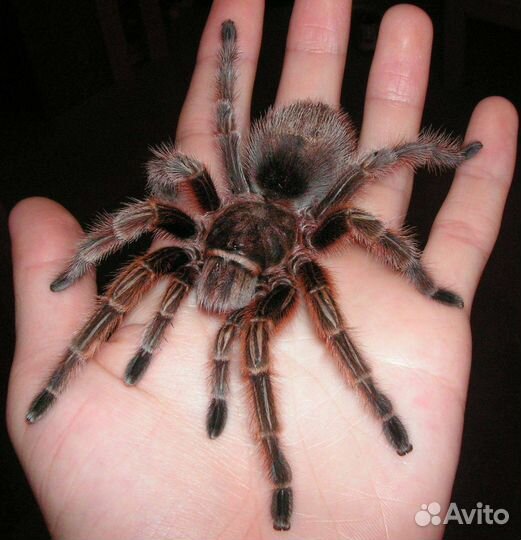 Передержка маленьких и экзотических питомцев