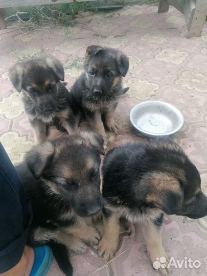 Продам щенков