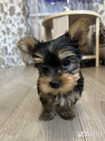 Йоркширский терьер