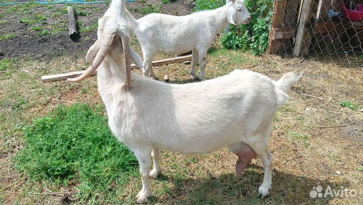 Коза дойная