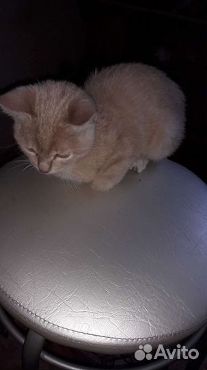 Молодой котик. Бесплатно. В добрые руки