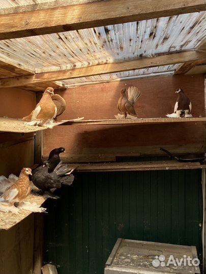 Продажа голубей