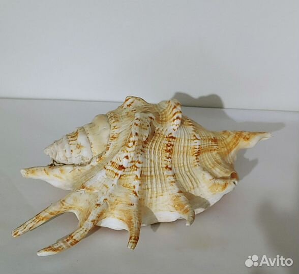 Ракушки для аквариума