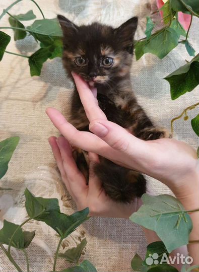 Кошечка ищет дом