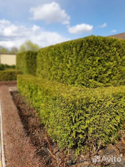 Купить Тую Брабант в Воронеже