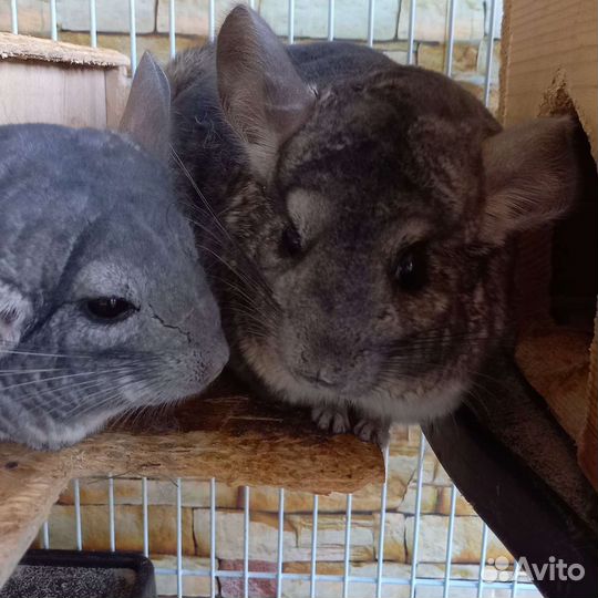 Серебристая шиншилла