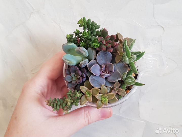 Кактусы и суккуленты. Минисадики