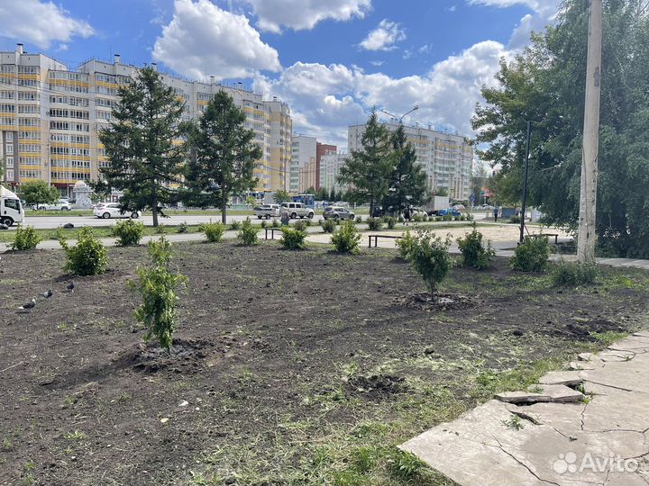 Рябина в Красноярске/Саженцы/Высадка