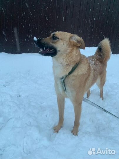 Собака в добрые руки