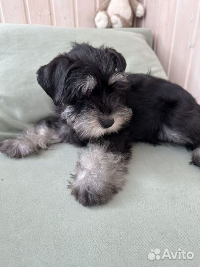 Цвергшнауцер