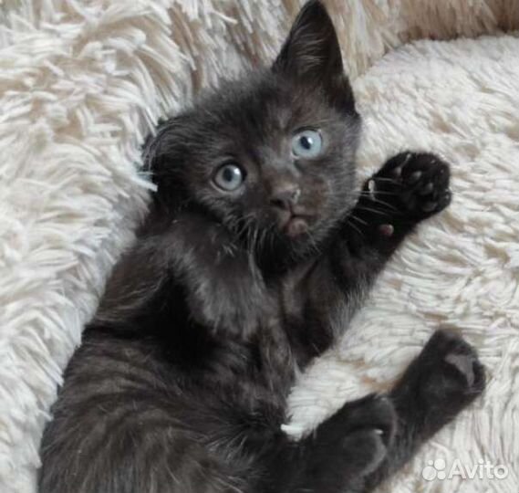 Милейший котенок