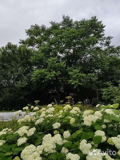 Орех манчжурский