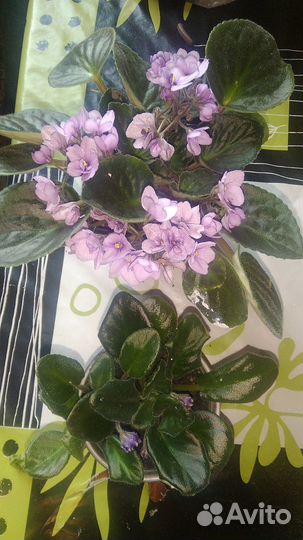 Сортовые фиалки