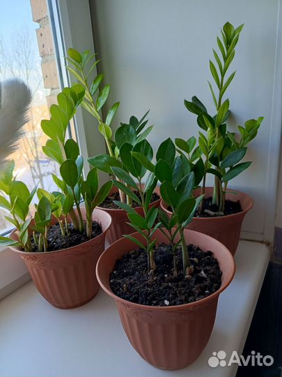 Замиокулькас