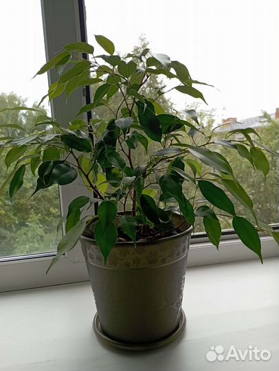 Фикус бенджамина