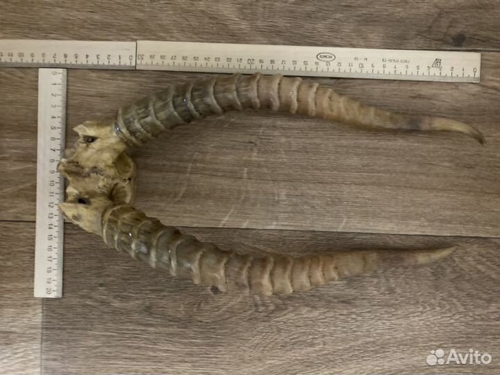 Настенное панно с рогами. Декаротивное украшение