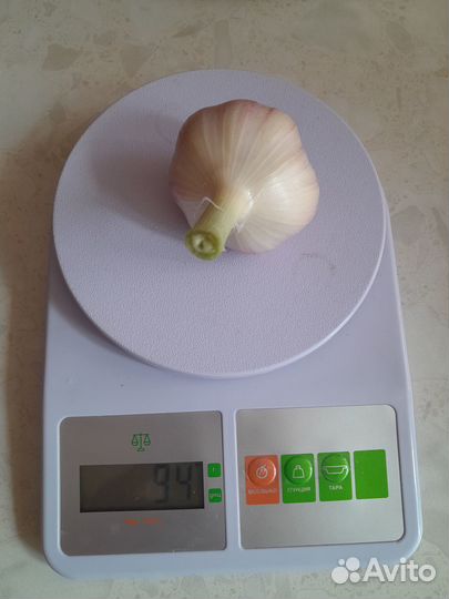 Озимый чеснок