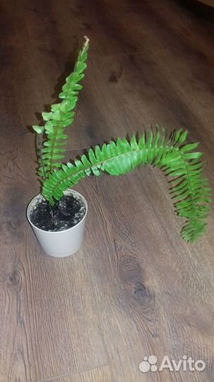 Гинура,фиттония и др