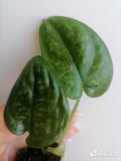 Сциндапсусы сортовые