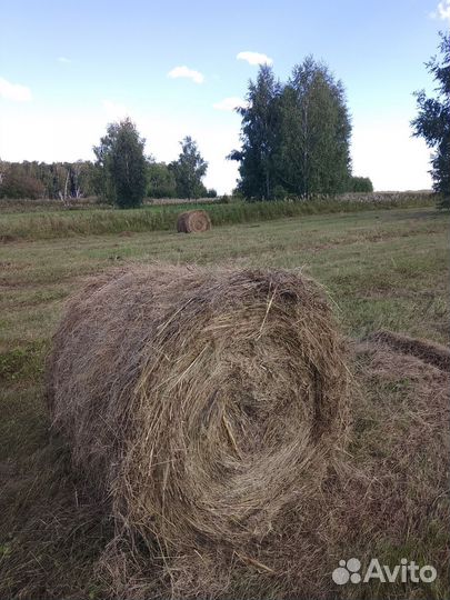 Продам сено в рулонах