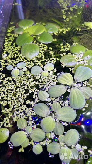 Растения и рыбки для аквариума