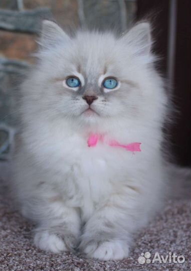 Невский маскарадный котенок