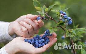 Черничка лесной сбор