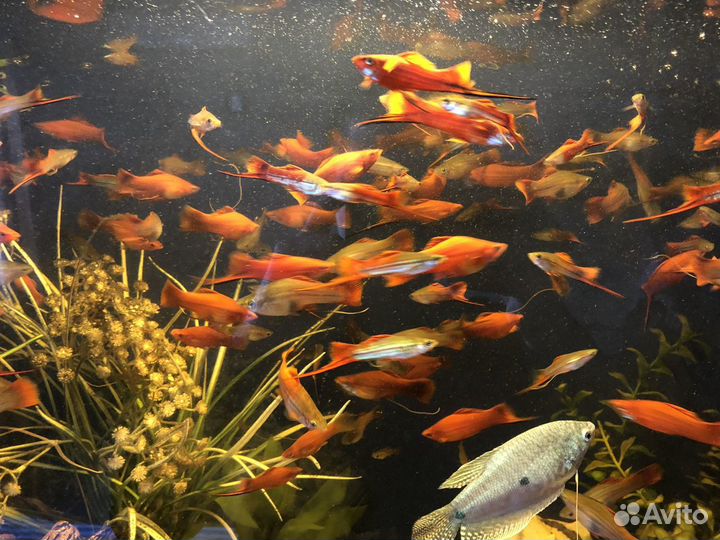 Рыбки меченосцы