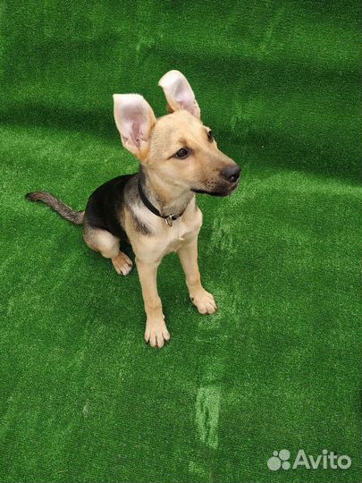 Красотка Джесси ждёт своих хозяев