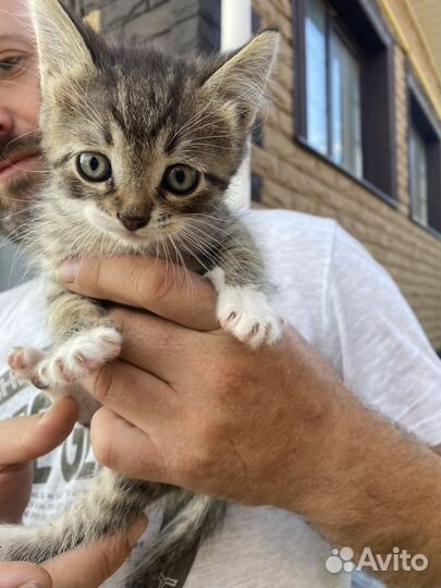 Котята в добрые руки (3 мальчика 1,5 месяца)