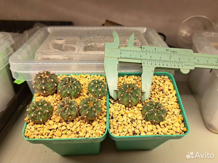 Кактусы и суккуленты