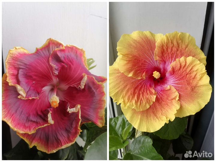 Семена гибискуса