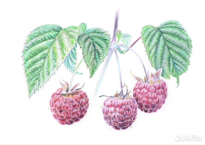 Картина Малина А4