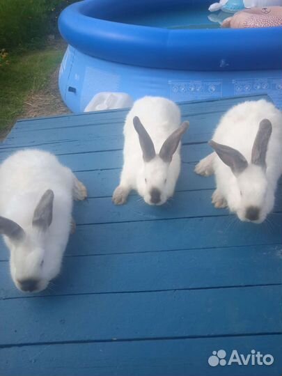 Кролики бсс