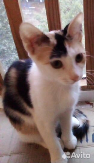 Котята в добрые руки бесплатно