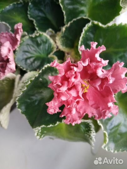 Сортовые фиалки