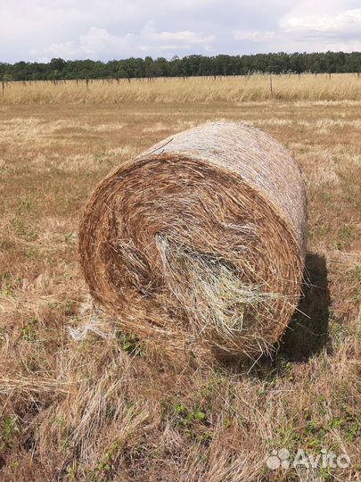 Сено в рулонах урожай 2023