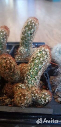 Маммиллярия элонгата