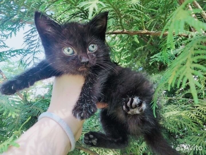 Милые котята от домашней кошки