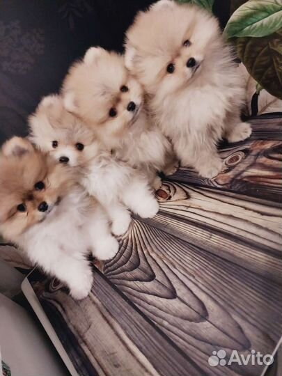 Померанский шпиц медвежьего типа