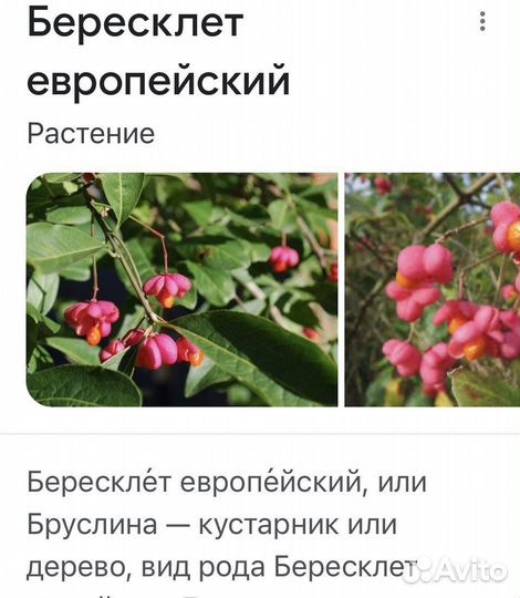 Яблони, спиреи, бересклет,базульник