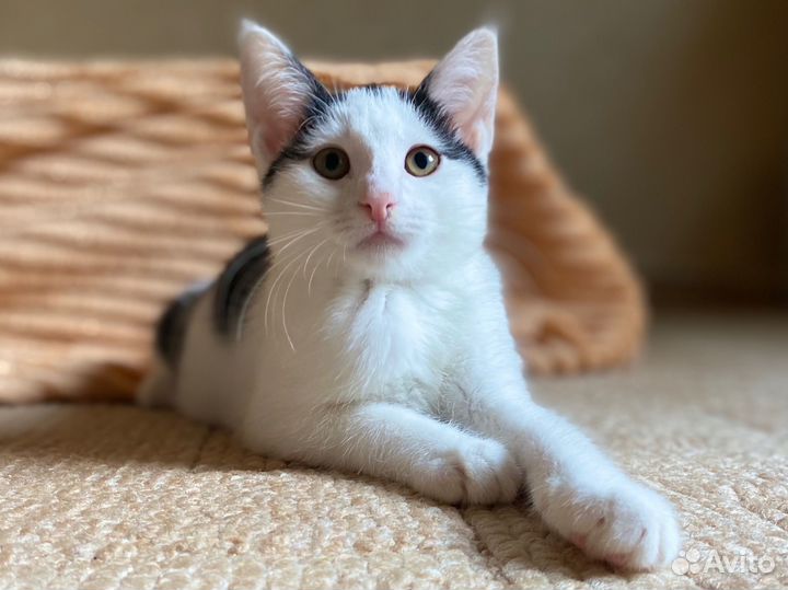 Котята в добрые руки приучены к лотку