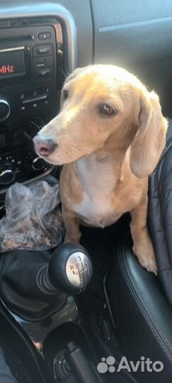 Отдам в добрые руки таксу