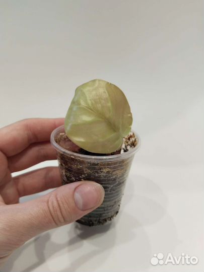 Марантовые