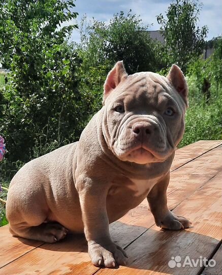 Американский булли щенки экзот/покет