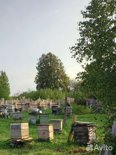 Мед цветочный 2023г